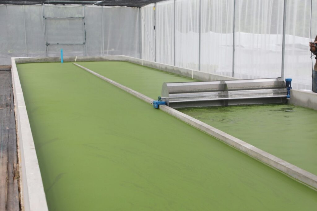 ไข่ผำ Wolffia Superfood โปรตีนสูง