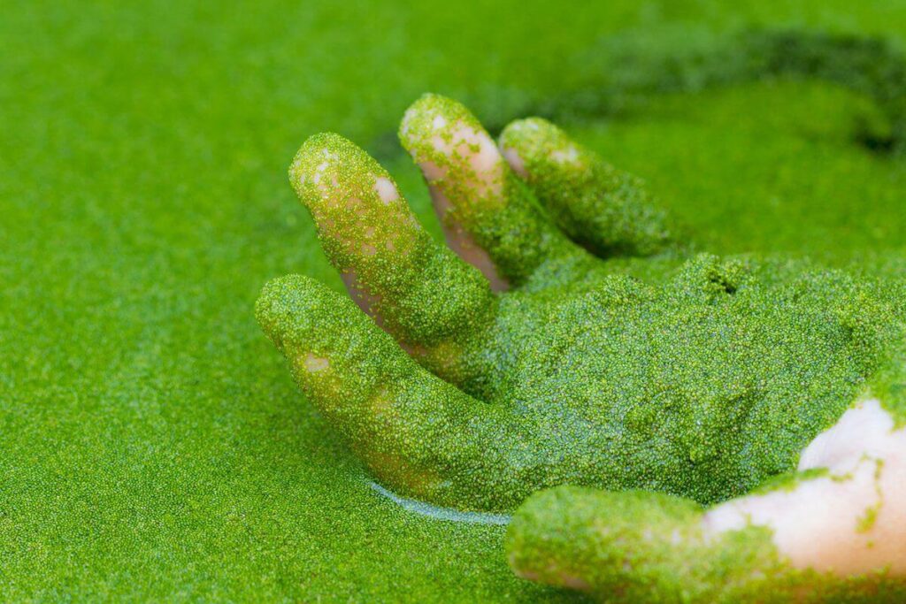 ไข่ผำ Wolffia Superfood โปรตีนสูง