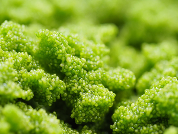 ไข่ผำ Wolffia Superfood โปรตีนสูง